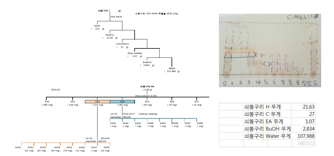 강랑 용매분배에 의한 에칠아세테이트 분획 모식도