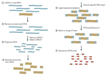 RNA 시퀀싱 실험 흐름도