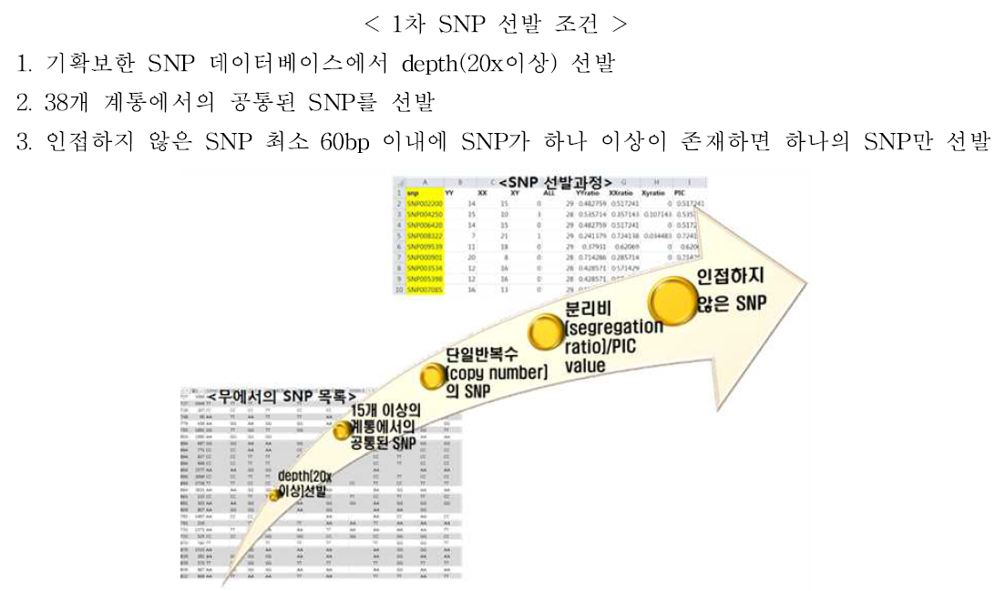 기본 유용 SNP 선발 과정