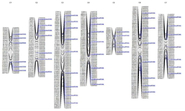 오이 371개 SNP와 그 중 50개 순도검정 마커의 위치를 나타낸 물리적지도