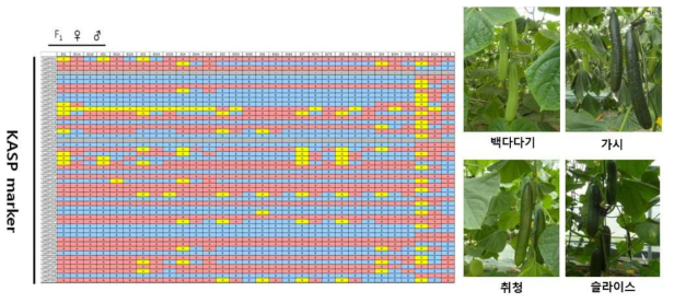 KASP 마커로 분석한 F1 31개 조합과 그 양친 계통의 유전자형 분석 결과 (일부결과, B01∼B10)