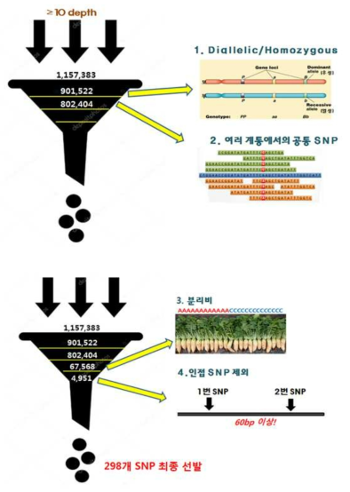 2차 SNP 필터링 과정 및 예시그림