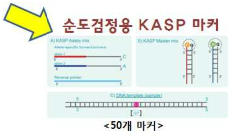 KASP 마커 분석 원리