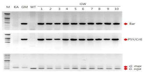 GM콩/야생콩 교잡종 Bar, PSY/CrtI, WT-Soy 판별 마커 PCR 검정 결과