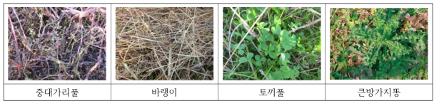 GM콩/야생콩 교잡종 장기 영향 평가용 생태 포장 내의 잡초 양상 (2018)