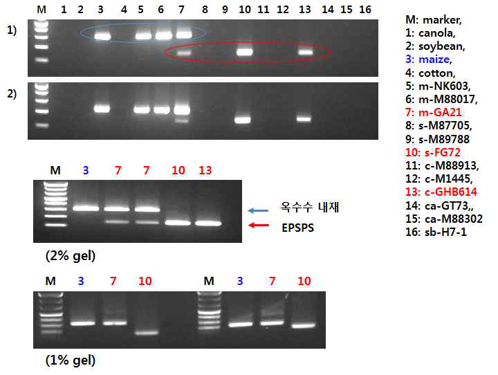 mEPSPS 포함 GM품목에 대한 PCR 검출 확인(예비 실험)
