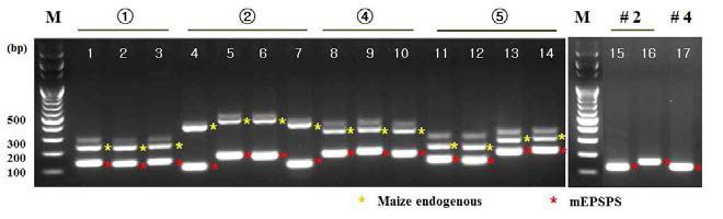 mEPSPS 유전자 특이적(gene-specific) 프라이머 선발. M: 1Kb DNA마커, lane 1-14 : 1, 2, 4 및 5번 인트론 사이의 엑손 염기서열 프라이머 조합(표 1의 1-14번), 15-17: 엑손 염기서열 내 프라이머. 원 숫자는 인트론 부위를 나타내고 있음(①, ②, ④ 및 ⑤)