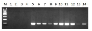 선발 P35S 검출 프라이머에 대한 PCR 확인