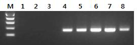 선발 Tnos 검출 프라이머에 대한 PCR 확인