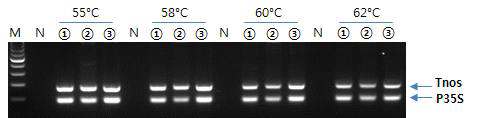 선발 검출 프라이머의 온도별 duplex-PCR 특성 확인