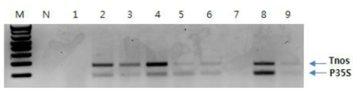 선발 검출 프라이머의 실질적 적용 duplex-PCR 확인