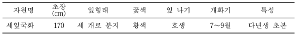 토종세잎국화의 재배적 특성