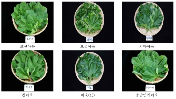 토종아욱의 형태적 특성