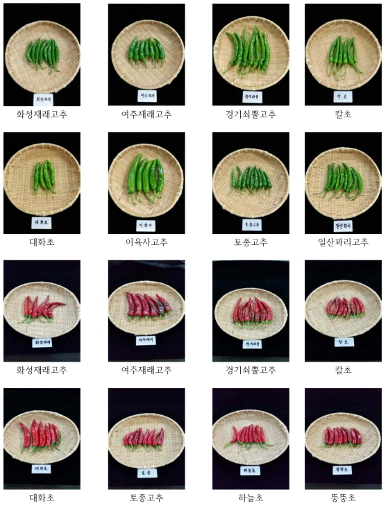 토종고추의 형태적 특성