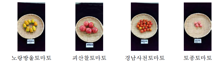 토종토마토의 형태적 특성