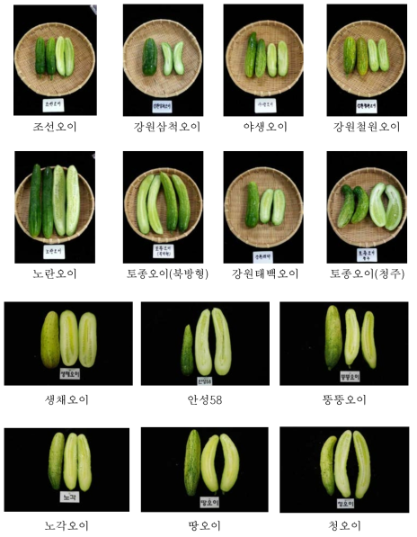 토종오이의 형태적 특성