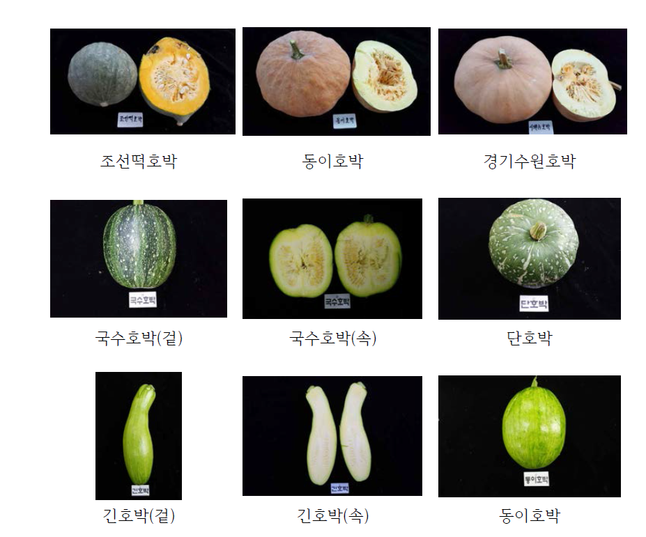 토종호박의 형태적 특성