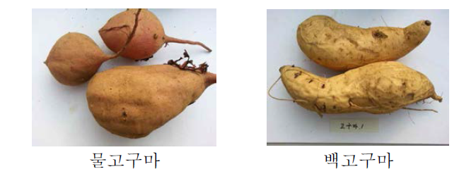 토종고구마의 형태적 특성