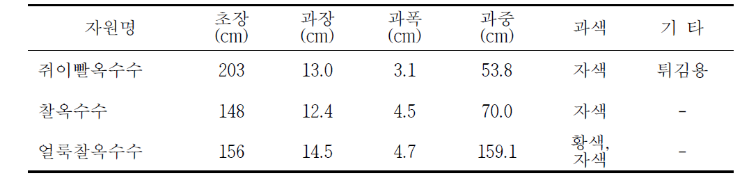 토종옥수수의 생육 특성