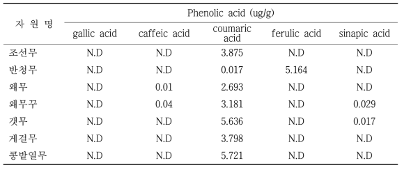 수집 토종무의 Phenolic acid 함량