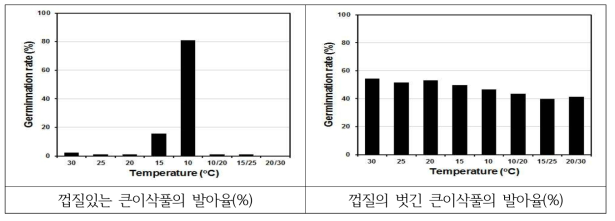 큰이삭풀의 종피제거 유무별 온도조건별 발아율 (%, 20일 후)