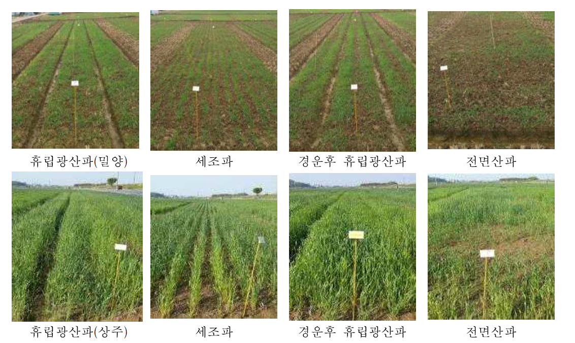 시험지별 파종방법에 따른 생육상황