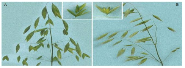 Two kinds of oats (Avena sativa L.) ear phenotype after heading. (A) Naked oat, (B)Covered oat