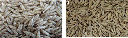 Two kinds of oats (Avena stiva L.) seed phenotype after threshing. (A) Naked oat, (B)Covered oat