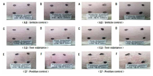 피부감작성 시험결과