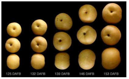 ‘신화’ 배 생육기간 중 과실 발육