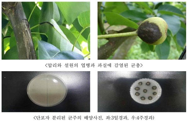 배검은별무늬병 균주 채취 및 단포자 분리 균주의 배양