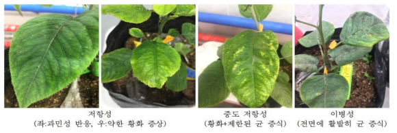 검은별무늬병 인공접종에 따른 기주 식물의 반응 구분