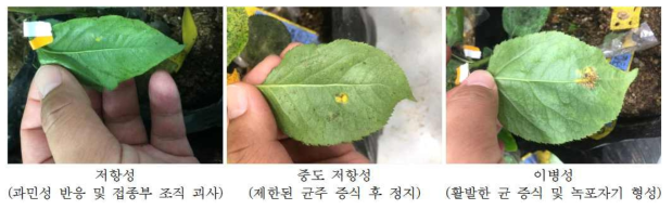 붉은별무늬병 인공접종에 따른 기주 식물의 반응 구분