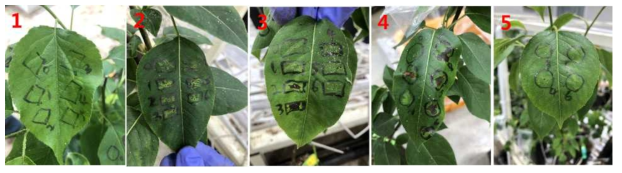 배 가지검은마름병 접종 결과(1:무상접종-1의 결과로 발병되지 않음, 2:유상접종 결과로 균주별 접종 결과와 대조군의 차이가 구별되지 않음, 3:유상접종 결과로서 2번과 3번 균주에서 발병이 잘 이루어짐, 4:무상접종-2의 결과로서 1, 3, 4, 5, 6번 균주에 대해 이병성이며 2번 균주에 대해서 황화 반응이 나타남, 5:무상접종-2 결과로서 모든 균주에 대해서 황화와 과민성 반응이 나타남, 1∼5번 그림 안의 마름모, 직사각형, 원형 표시는 각 균주별 접종 구역을 표시한 것이며 접종 구역 주변의 숫자는 균주의 종류를 표시하였는데 0은 멸균수이며 1∼6은 배 가지검은마름병 균주의 분리체로서 각각 KACC13945, 13946, 13948, 13949, 13951, 13952 임)