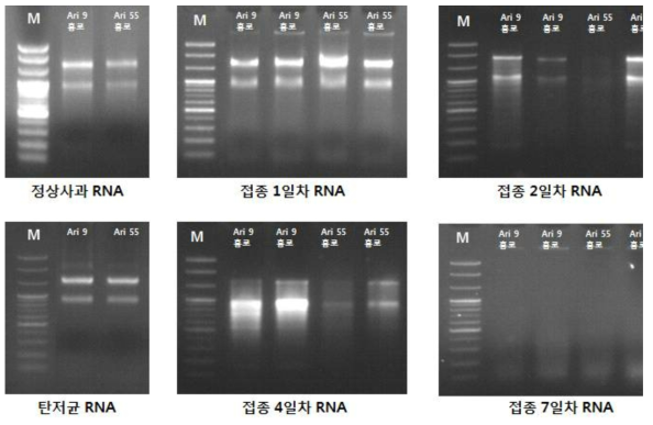 과실 병반 추출 RNA 전기영동 사진