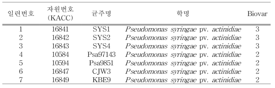 수집 및 저장한 키위 궤양병 균주(Pseudomonas syringae pv. actinidiae)