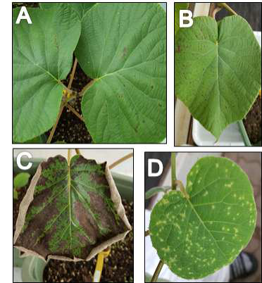 궤양병에 감염된 잎의 주요 병징. (A) 노란 테두리가 있는 반점 증상. (B) 노란 테두리가 없는 반점 증상. (C) 위조 증상과 같이 괴사하는 증상. (D) 새로 발생한 신초에서 나타나는 노란 반점 증상