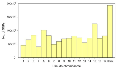 배 pseudo-chromosome 별 SNP 분포도