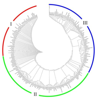 배 유전자원의 SNP 10,186개를 이용한 phylogenetic tree