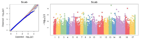 배 검은별무늬병에 대한 GWAS 분석 결과인 QQ-plot과 manhattan plot