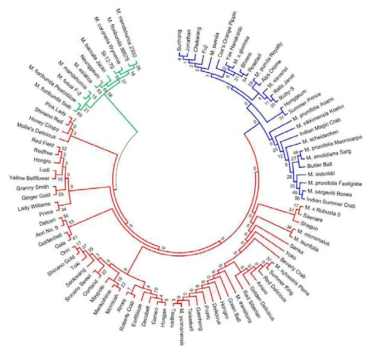 사과 유전자원의 SNP 38,043개를 이용한 phylogenetic tree