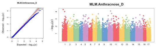 사과 탄저병에 대한 GWAS 분석 결과인 QQ-plot과 manhattan plot