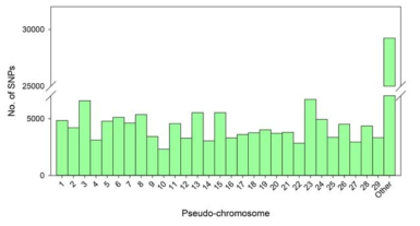 키위 chromosome 별 SNP 분포도