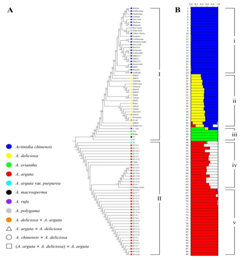 키위 유전자원 89점의 phylogenetic tree (A)와 population structure (B)