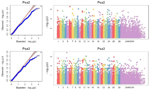 키위 궤양병 Psa2와 Psa3에 대한 GWAS 분석 결과인 QQ-plot과 manhattan plot