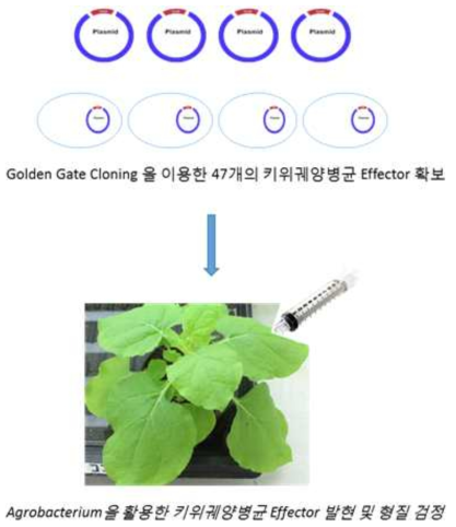 Golden Gate cloning 기법을 활용한 키위 궤양병균 Effector의 확보 (cloning) 및 식물세포 내 활성 검정 방법