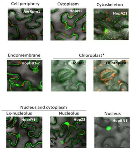 Confocal 이미징 기법을 활용한 키위궤양병균 Effector의 세포내 위치