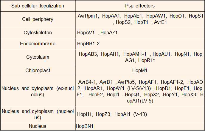 키위궤양병균 Effector들의 식물세포 내 위치