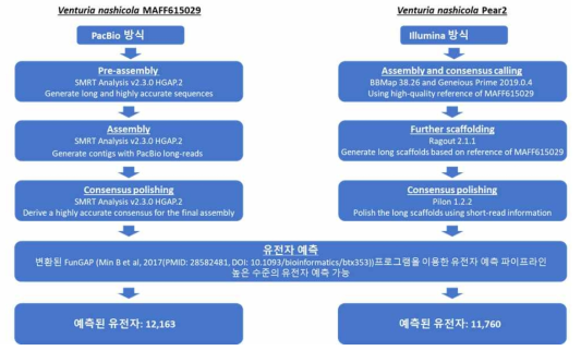 배검은별무늬병균 유전체 분석 및 유전자 예측