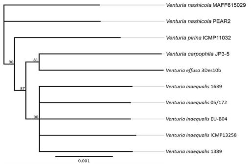 검은별무늬병균과 다른 Venturia genus 균주들의 phylogeny tree